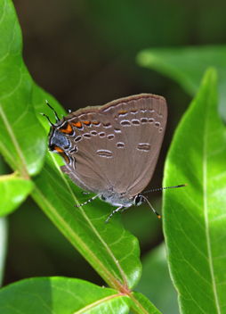 Edward's Hairstreak